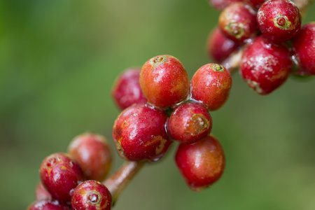 Farmer concept harvest fruit ripe coffee seed robusta arabica berry close up fresh green leaf bean picking orange crop red yellow berries raw plant tree farm growth blur background eco organic gardenの写真素材