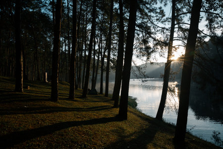 Concept vacation blur background peaceful pine forest scenic woodland nature outdoor Sunlight close up tree fog cold winter morning orange brown green mountain cloud sky enhances tourism camping comesの写真素材