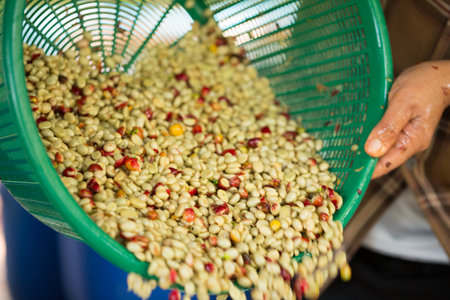 Close up smart farmer techniques hand coffee bean machinery roast apparatus dry sunlight tool sunbeam sunray sunshine fresh garden produce agriculture promotes farmer concept farm blur backgroundの写真素材