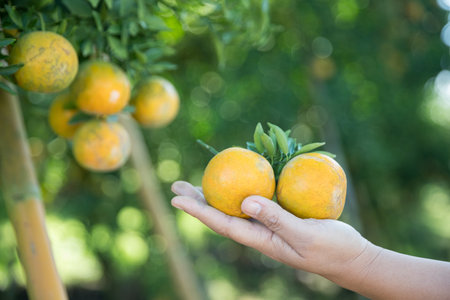 Business farm ripe orange concept farmer hand pick nature fruit citrus orchard mandarin tree growing organic lush leaves background green vibrant garden crop leaf laden branches plant close up growthの写真素材