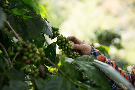 Farmer concept harvest hand ripe coffee seed robusta arabica berry close up fresh green leaf bean picking orange crop red yellow berries raw plant tree farm growth blur background eco organic gardenの写真素材