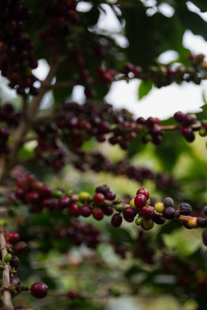 Farmer concept harvest ripe coffee seed robusta arabica berry close up fresh green leaf bean picking orange crop red yellow berries raw plant tree smart farm growth blur background eco organic gardenの写真素材