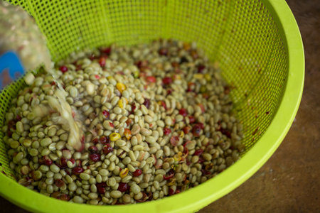 Smart farming techniques machinery roast apparatus coffee bean dry sunlight tool sunbeam sunray sunshine fresh garden produce agriculture promotes farmer concept close up plant farm blur backgroundの写真素材