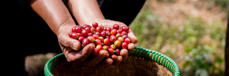 Farmer concept hand harvest ripe coffee seed robusta arabica berry close up fresh green leaf bean picking orange crop red yellow berries raw plant tree farm growth blur background eco organic gardenの写真素材