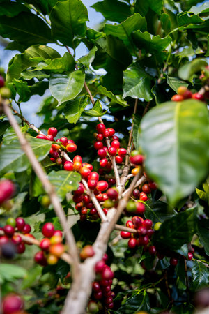 Farmer concept harvest ripe coffee seed robusta arabica berry close up fresh green leaf bean picking orange crop red yellow berries raw plant tree smart farm growth blur background eco organic gardenの写真素材