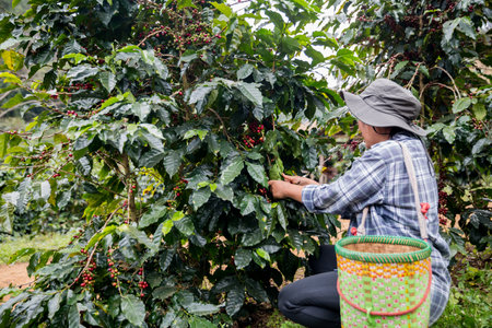 Farmer hand harvest ripe coffee seed robusta arabica berry close up fresh green leaf bean picking orange crop red yellow berries raw plant tree farm growth blur background eco organic gardenの写真素材