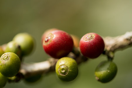 Farmer concept harvest fruit ripe coffee seed robusta arabica berry close up fresh green leaf bean picking orange crop red yellow berries raw plant tree farm growth blur background eco organic gardenの写真素材