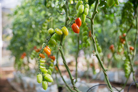 Smart farming techniques hydroponic salad vegetables technology tomato red green ensuring fresh sustainable produce agriculture promotes healthy eating support farmer living local community non gmoの写真素材