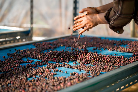 Close up smart farmer techniques hand coffee bean machinery roast apparatus dry sunlight tool sunbeam sunray sunshine fresh garden produce agriculture promotes farmer concept farm blur backgroundの写真素材