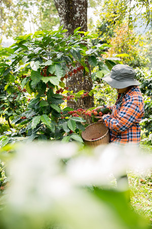 Farmer concept harvest hand ripe coffee seed robusta arabica berry close up fresh green leaf bean picking orange crop red yellow berries raw plant tree farm growth blur background eco organic gardenの写真素材