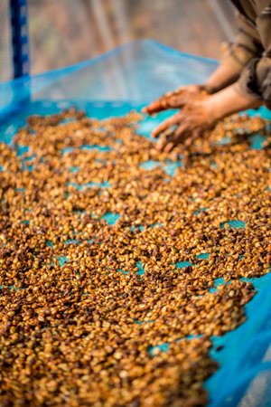 Close up smart farmer techniques hand coffee bean machinery roast apparatus dry sunlight tool sunbeam sunray sunshine fresh garden produce agriculture promotes farmer concept farm blur backgroundの写真素材