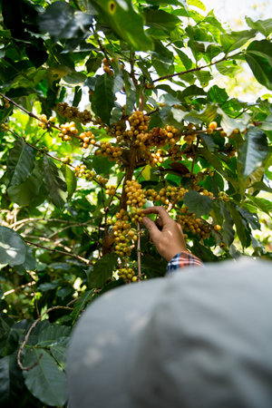 Farmer concept harvest hand ripe coffee seed robusta arabica berry close up fresh green leaf bean picking orange crop red yellow berries raw plant tree farm growth blur background eco organic gardenの写真素材