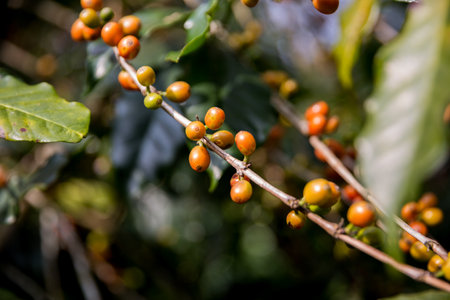Farmer concept harvest ripe coffee seed robusta arabica berry close up fresh green leaf bean picking orange crop red yellow berries raw plant tree smart farm growth blur background eco organic gardenの写真素材