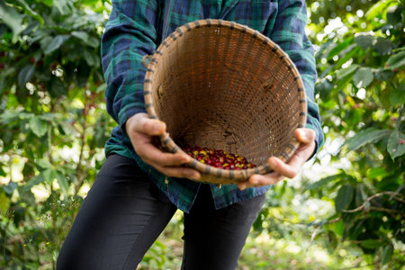 Farmer concept harvest hand ripe coffee seed robusta arabica berry close up fresh green leaf bean picking orange crop red yellow berries raw plant tree farm growth blur background eco organic gardenの写真素材