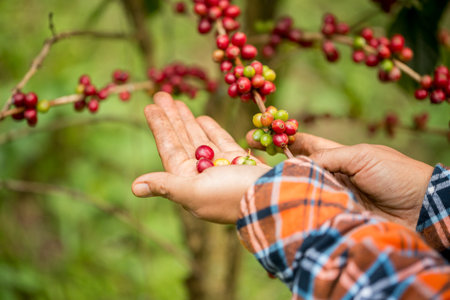 Farmer concept harvest hand ripe coffee seed robusta arabica berry close up fresh green leaf bean picking orange crop red yellow berries raw plant tree farm growth blur background eco organic gardenの写真素材