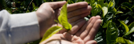 Business concept centers around fresh green tea reap background leaves organic farm with banner lush garden healthy plant tree leaves eco herbal farmer blur leaf plantation Freshness herbal naturalの写真素材