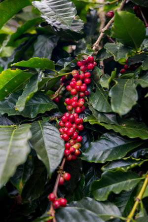 Farmer concept harvest ripe coffee seed robusta arabica berry close up fresh green leaf bean picking orange crop red yellow berries raw plant tree smart farm growth blur background eco organic gardenの写真素材