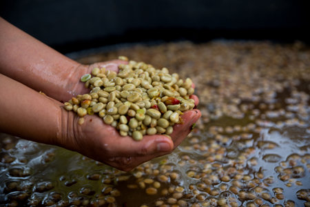Farmer concept hand harvest ripe coffee seed robusta arabica berry close up fresh green leaf bean picking orange crop red yellow berries raw plant tree farm growth blur background eco organic gardenの写真素材