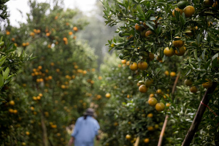 Business farm ripe orange concept farmer hand pick nature fruit citrus orchard mandarin tree growing organic lush leaves background green vibrant garden crop leaf laden branches plant close up growthの写真素材
