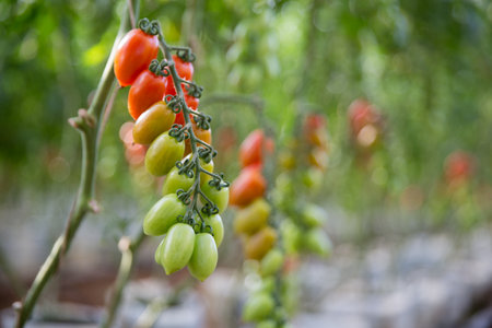 Smart farming techniques hydroponic salad vegetables technology tomato red green ensuring fresh sustainable produce agriculture promotes healthy eating support farmer living local community non gmoの写真素材