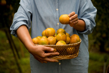 Business farm ripe orange concept farmer hand pick nature fruit citrus orchard mandarin tree growing organic lush leaves background green vibrant garden crop leaf laden branches plant close up growthの写真素材