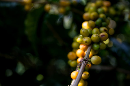 Farmer concept harvest ripe coffee seed robusta arabica berry close up fresh green leaf bean picking orange crop red yellow berries raw plant tree smart farm growth blur background eco organic gardenの写真素材