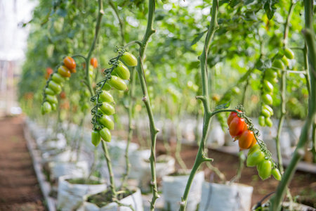 Smart farming techniques hydroponic salad vegetables technology tomato red green ensuring fresh sustainable produce agriculture promotes healthy eating support farmer living local community non gmoの写真素材