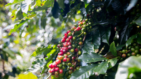 Farmer concept harvest ripe coffee seed robusta arabica berry close up fresh green leaf bean picking orange crop red yellow berries raw plant tree smart farm growth blur background eco organic gardenの写真素材