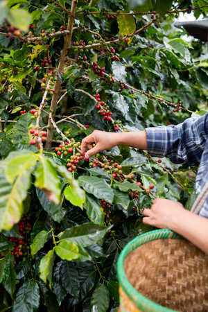 Farmer concept hand harvest ripe coffee seed robusta arabica berry close up fresh green leaf bean picking orange crop red yellow berries raw plant tree farm growth blur background eco organic gardenの写真素材