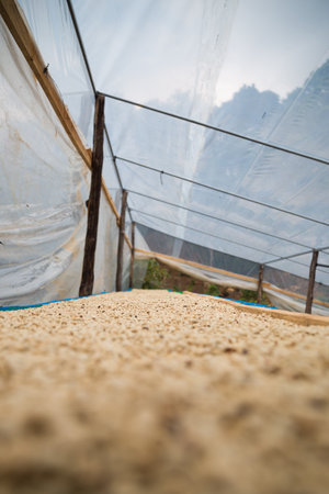 Farmer harvest ripe coffee seed robusta arabica berry close up fresh green leaf bean picking orange crop red yellow berries raw plant tree smart farm growth blur background eco organic gardenの写真素材