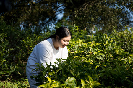 Business concept centers around fresh green tea reap background leaves organic farm with banner lush garden healthy plant tree leaves eco herbal farmer blur leaf plantation Freshness herbal naturalの写真素材