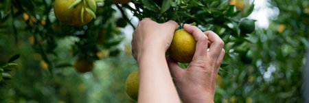 Business farm ripe orange concept farmer hand pick nature fruit citrus orchard mandarin tree growing organic lush leaves background green vibrant garden crop leaf laden branches plant close up growthの写真素材