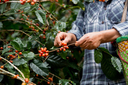 Farmer hand harvest ripe coffee seed robusta arabica berry close up fresh green leaf bean picking orange crop red yellow berries raw plant tree farm growth blur background eco organic gardenの写真素材