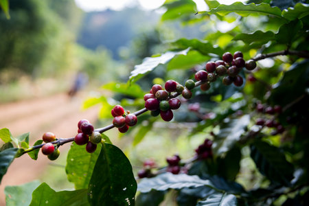 Farmer concept harvest ripe coffee seed robusta arabica berry close up fresh green leaf bean picking orange crop red yellow berries raw plant tree smart farm growth blur background eco organic gardenの写真素材