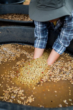 Farmer concept hand harvest ripe coffee seed berry close up fresh green leaf bean picking orange crop red yellow berries raw plant tree farm growth blur background eco organic gardenの写真素材