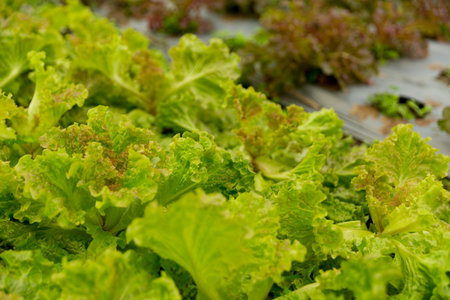 Smart farming techniques hydroponic salad vegetables red oak green lettuce ensuring fresh sustainable produce fresh produce sustainable agriculture promotes healthy eating support local community.の写真素材