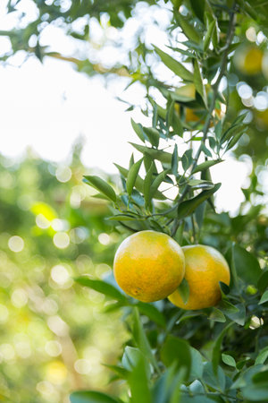 Business concept nature revolves around citrus orchard orange tree are growing, vibrant fruit organic lush leaves creating stunning background, green garden of thriving crop ripe laden with branchesの写真素材