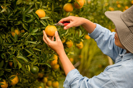 Business farm ripe orange concept farmer hand pick nature fruit citrus orchard mandarin tree growing...