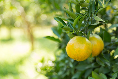 Nature revolves around citrus orchard orange tree are growing, vibrant fruit organic lush leaves creating stunning background, green garden of thriving crop ripe laden with branchesの写真素材