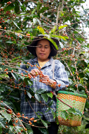 Farmer concept hand harvest ripe coffee seed robusta arabica berry close up fresh green leaf bean picking orange crop red yellow berries raw plant tree farm growth blur background eco organic gardenの写真素材