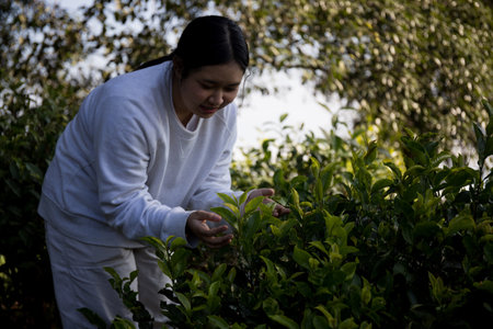 Business concept centers around fresh green tea reap background leaves organic farm with banner lush garden healthy plant tree leaves eco herbal farmer blur leaf plantation Freshness herbal naturalの写真素材