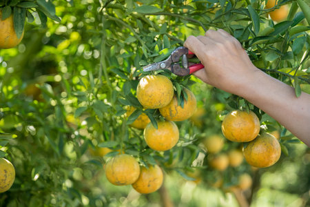 Business farm ripe orange concept farmer hand pick nature fruit citrus orchard mandarin tree growing organic lush leaves background green vibrant garden crop leaf laden branches plant close up growthの写真素材