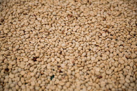Farmer concept harvest ripe coffee seed robusta arabica berry close up fresh green leaf bean picking orange crop red yellow berries raw plant tree smart farm growth blur background eco organic gardenの写真素材