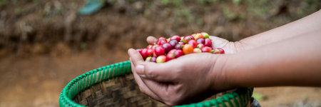 Farmer concept hand harvest ripe coffee seed robusta arabica berry close up fresh green leaf bean picking orange crop red yellow berries raw plant tree farm growth blur background eco organic gardenの写真素材