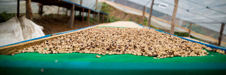 Farmer harvest ripe coffee seed robusta arabica berry close up fresh green leaf bean picking orange crop red yellow berries raw plant tree smart farm growth blur background eco organic gardenの写真素材