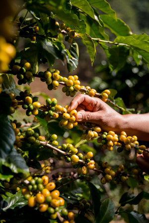 Farmer concept harvest ripe coffee seed robusta arabica berry close up fresh green leaf bean picking orange crop red yellow berries raw plant tree smart farm growth blur background eco organic gardenの写真素材
