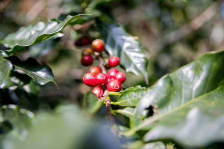 Farmer concept harvest ripe coffee seed robusta arabica berry close up fresh green leaf bean picking orange crop red yellow berries raw plant tree smart farm growth blur background eco organic gardenの写真素材