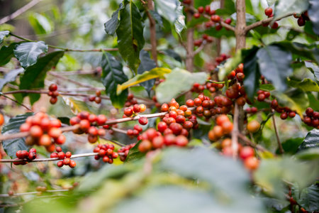 Farmer concept harvest ripe coffee seed robusta arabica berry close up fresh green leaf bean picking orange crop red yellow berries raw plant tree smart farm growth blur background eco organic gardenの写真素材