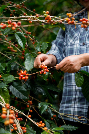 Farmer concept hand harvest ripe coffee seed robusta arabica berry close up fresh green leaf bean picking orange crop red yellow berries raw plant tree farm growth blur background eco organic gardenの写真素材