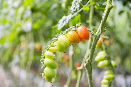 Smart farming techniques hydroponic salad vegetables technology tomato red green ensuring fresh sustainable produce agriculture promotes healthy eating support farmer living local community non gmoの写真素材